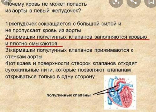 Кровь не может попасть из аорты в левый желудочек сердца, так как Укажите правильный вариант ответа: