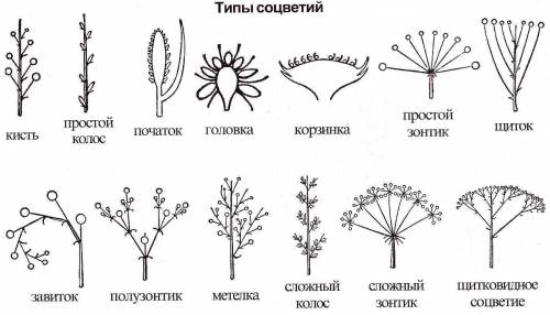 Перечислите сложные соцветия скажите надо