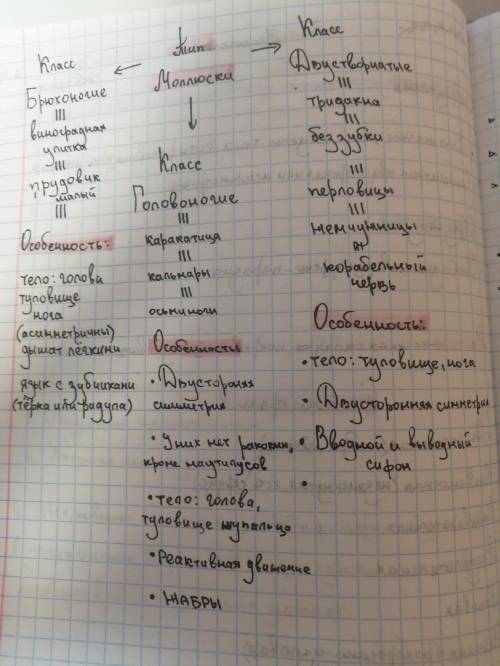 вас составте схему по теме моллюский