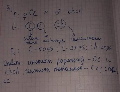 с задачей У кроликов разные варианты окраски тела контролируются 4 аллельными генами: С, ch, cch, c.