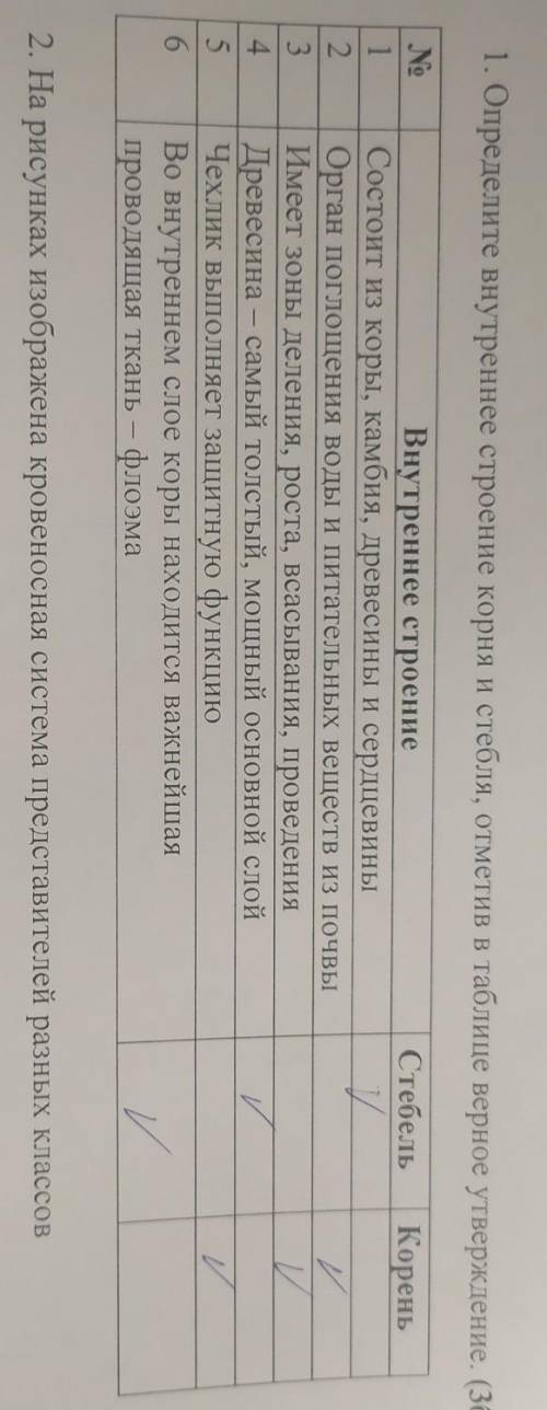 Определите внутреннее строение корня и стебля,отметив в таблице верное утверждение