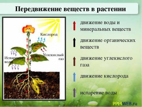 1.Как переносятся питательные вещества у растений? 2.Что переносить питательные вещества у одноклето