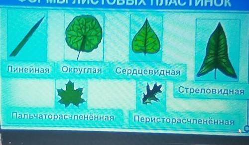 4. Ознакомьтесь с формами краев листовых пластинок. 5. Нарисуйте в тетради виды листовых пластинок.