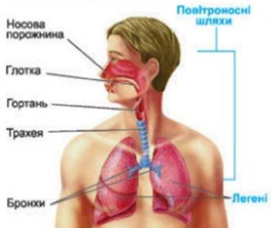 Дихальна система складається з​