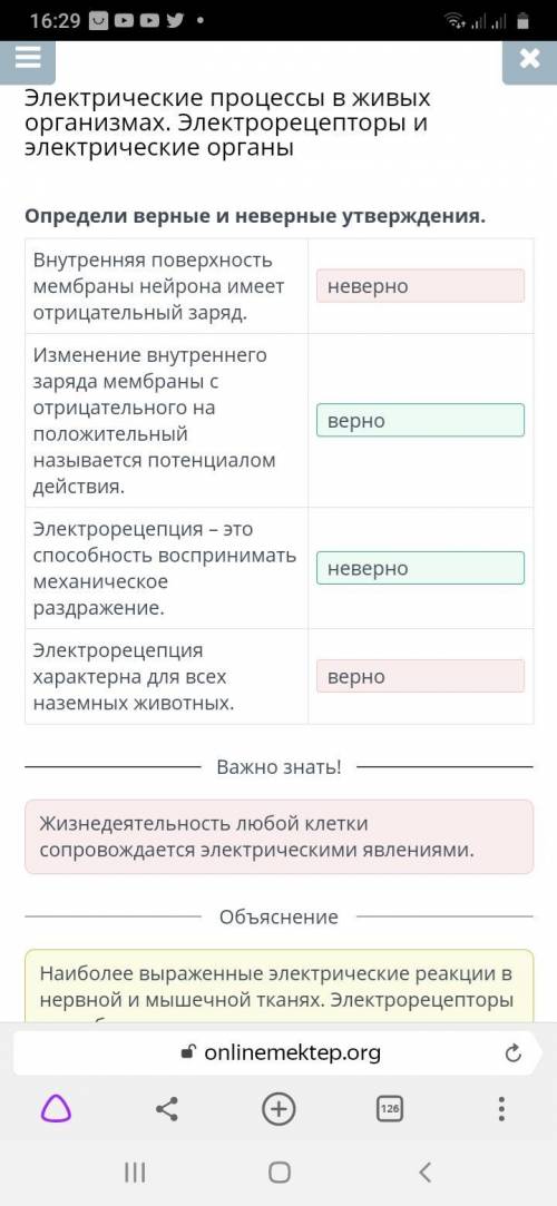 Определи верные и неверные утверждения. Внутренняя поверхность мембраны нейрона имеет отрицательный