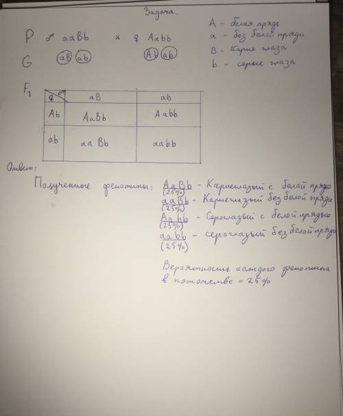 У человека белая прядь волос и карие глаза являются доминантными признаками, а отсутствие белого пря