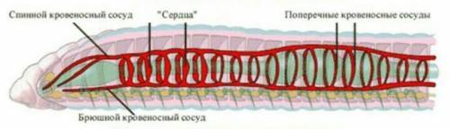 СС1.Крльчатые черви 2.Рыбы 3.Млекопитающие ​