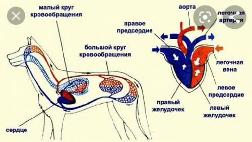 СС1.Крльчатые черви 2.Рыбы 3.Млекопитающие ​