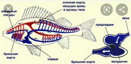 СС1.Крльчатые черви 2.Рыбы 3.Млекопитающие ​