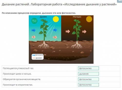 Дайте ответ, что по онлайн мектеп верное? Сравни дыхание растений и фотосинтез поглощается углекислы