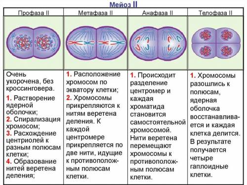 Кто-нибудь определить фазу мейоза, по этому фото​