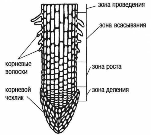 БИОЛОГИЯ! Задания1. Рассмотрите изображение. Назовите зоны корня.от 1-5 2. Заполните таблицу:Зона ко