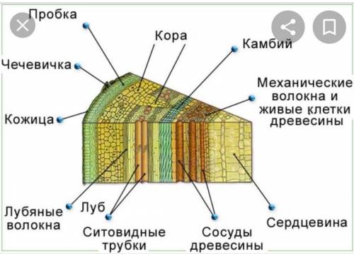 Строение стеблейСор по биологии 7 класс 2 четверг