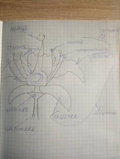 Зарисовать цветок, подписать его части и их функции, дать определение следующим терминам: опыление,