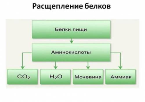 Как образуются белки, жиры и другие вещества ​