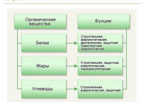 Как образуются белки, жиры и другие вещества ​