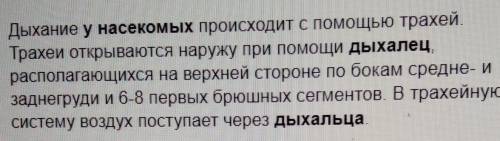 Дыхальца насекомых расположены на... голове голове, груди и брюшке груди брюшке и груди