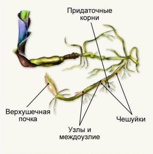 Лабороторная работа номер 4 по биологии 6 класс понаморёва тема внешнее строение корневища, клубная