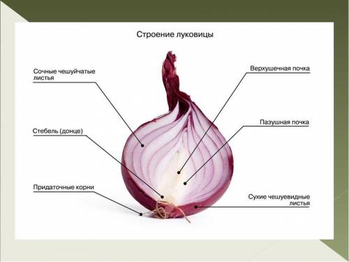 Лабороторная работа номер 4 по биологии 6 класс понаморёва тема внешнее строение корневища, клубная