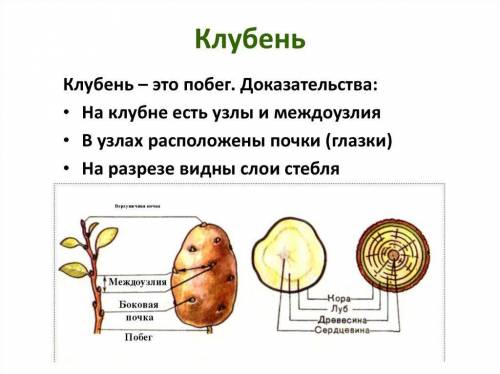 Лабороторная работа номер 4 по биологии 6 класс понаморёва тема внешнее строение корневища, клубная