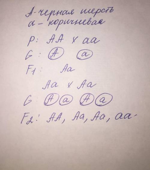 У собак черная шерсть (А) доминирует над коричневой (а) знайдить потомсто F1 и F2?