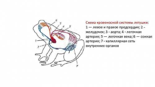 Д Используя учебник, зарисуйте в тетради схему строения кровеносной си-стемы лягушки. Выпишите номер