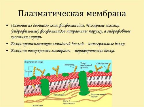 Что находится на поверхности клетки кроме мембраны?