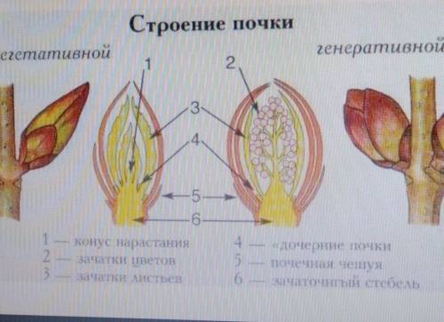 Из чего состоит генераттвная почка? ​