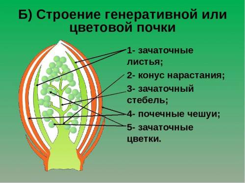 Хэлп биология.1 Какое строение имеет цветочная (генеративная) почка? 2. Что называют побегом?