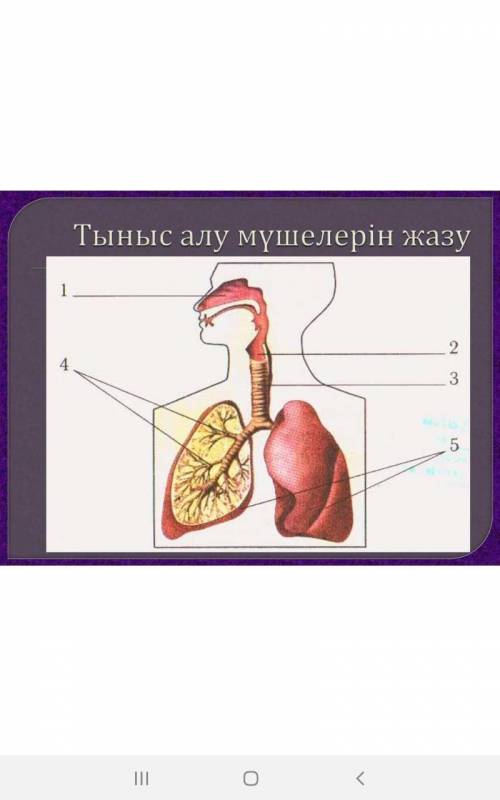 Суреттен адамның тыныс алу мүшесінің реттілігін жазыңызкөмекей бронхы өкпе мұрын кеніртек​