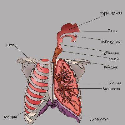 Суреттен адамның тыныс алу мүшесінің реттілігін жазыңызкөмекей бронхы өкпе мұрын кеніртек​