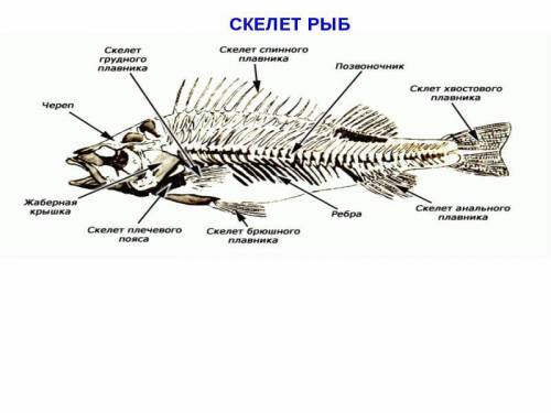 Заполни схеме<<рыбий скелет >>​