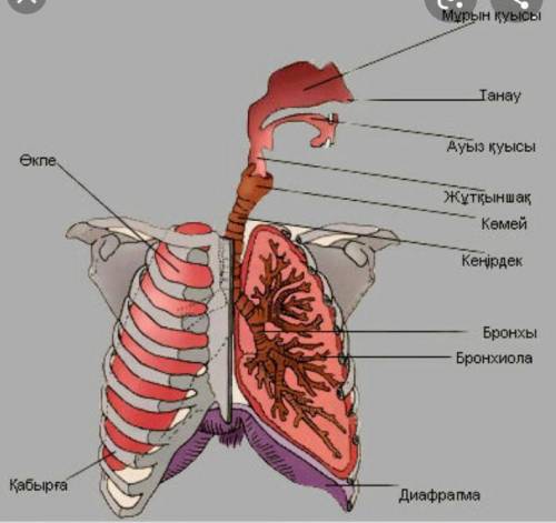 Тыныс алу жүйесіне қатысты 4 және 5 сардармен берілген мүшені анықтап сипаттаңыз​