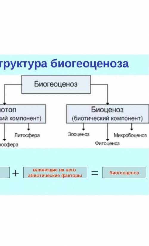 Строение и свойства биогеоценоза.Плз нужно кратко расписать.