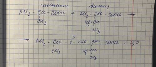 Напишите уравнение реакции образования дипептида в результате взаимодействий аминоскислот(аланина и