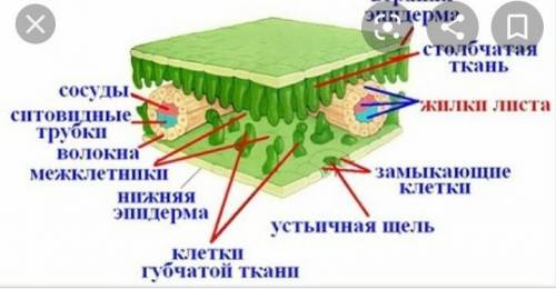 Задание 6.Дан рисунок внутреннего строения листа.10​