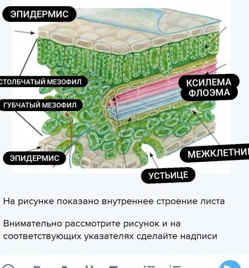 На рисунке показано внутреннее строение листа Внимательно рассмотрите рисунок и на соответствующих у