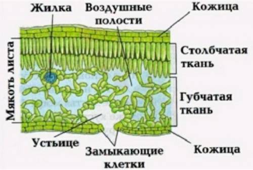 Как устроена устьичная щель