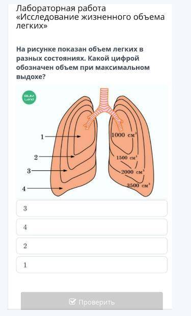 БИОЛОГИЯ - 8 А ЛАБОРАТОРНАЯ РАБОТА «ИССЛЕДОВАНИЕ ЖИЗНЕННОГО ОБЪЕМА ЛЕГКИХ»УРОКВИДЕОКОНФЕРЕНЦИЯОткрыт