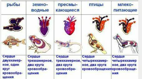 Сранвните особености сравнения кравеной системы рыбы,земноводные,пересмыкаещюеся,птицы,млекопитающие