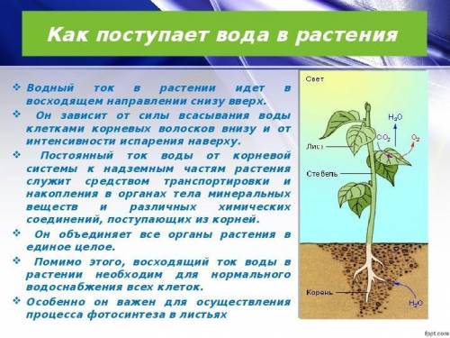 8. Как происходит движение воды в растении?​