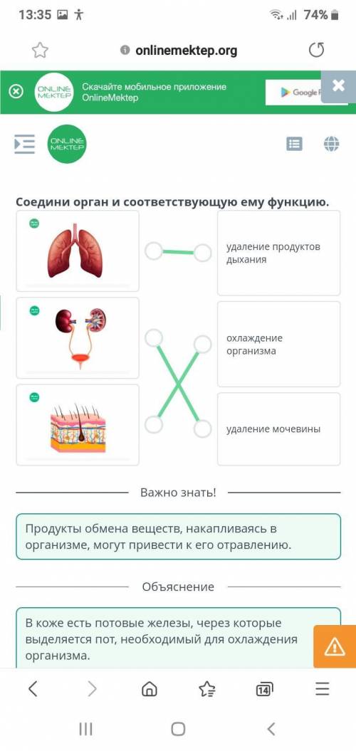 Значение выделения для живых организмов. Продукты выделения у животных. Конечные продукты обмена вещ