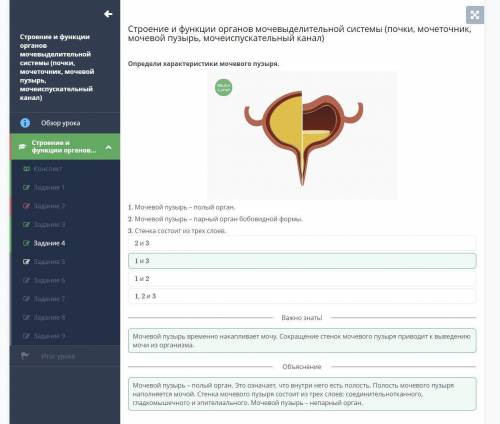 Строение и функции органов мочевыделительной системы (почки, мочеточник, мочевой пузырь, мочеиспуска