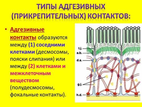 Назовите основные типы Адгезивных (якорных) контактов