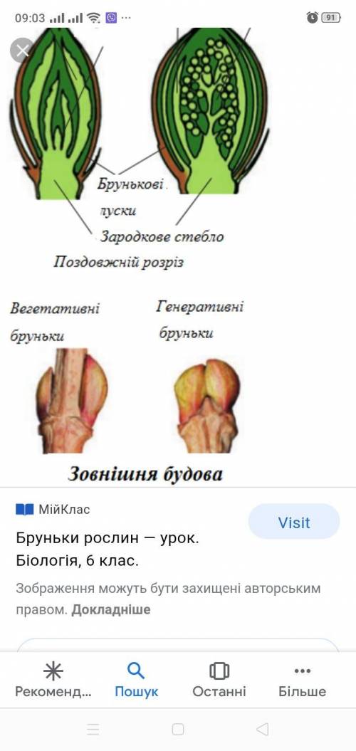 Відмінності за формою між вегетативною і репродуктивною брунькою