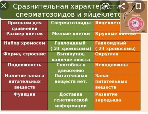 С таблицы сравните мужские и женские гаметы и пояс- ните причины сходства и отличий. СРАВНИТЕЛЬНАЯ Х