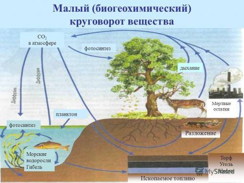 1. Заполните кластер. МалыйКруговорот веществБольшой МНЕ А Я ВАМ ВЗАМЕН ПОСТАВЛЮ И ДАМ ​