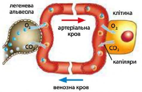 Послідовність етапів виведення вуглекислого газу з організму​