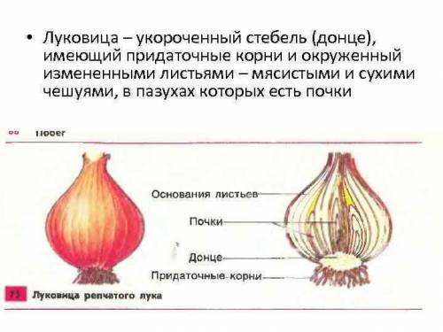 КАК НАЗЫВАЮТСЯ КОРНИ ЛУКА КАКУЮ КОРНЕВУЮ СИСТЕМУ ОБРАЗУЕТ ЛУК ЧТО РАЗОВЬЕТСЯ ИЗ ПОЧКИ ЛУКА ВЕСНОЙ НА