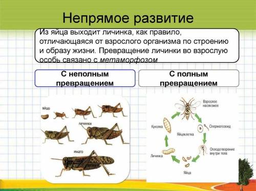 Что такое метаформоз и и схема неполного превращения можно быстрее спать хочу​